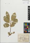 Foto von Salix glabra Scop.